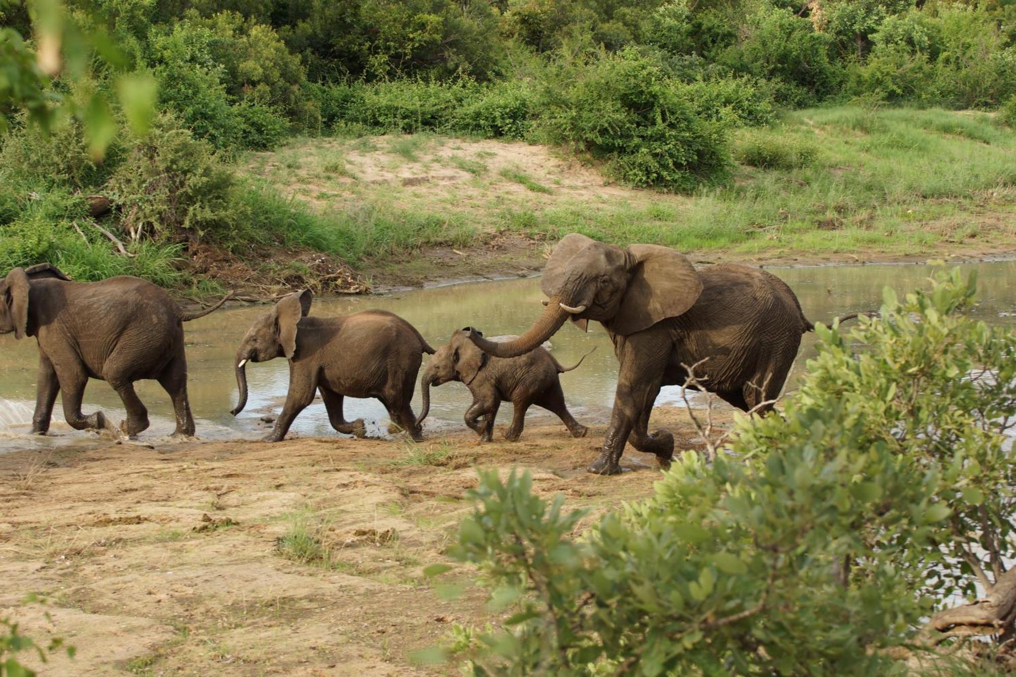 Senalala Safari Lodge Klaserie Private Nature Reserve Εξωτερικό φωτογραφία