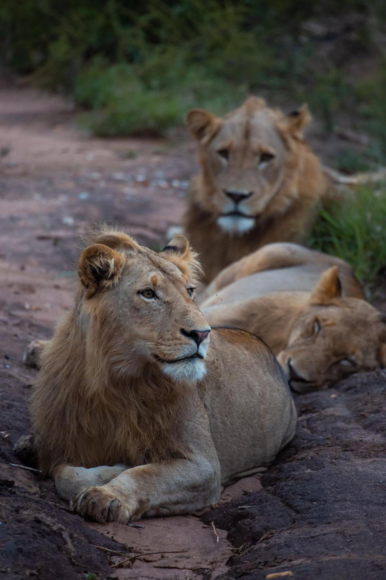 Senalala Safari Lodge Klaserie Private Nature Reserve Εξωτερικό φωτογραφία