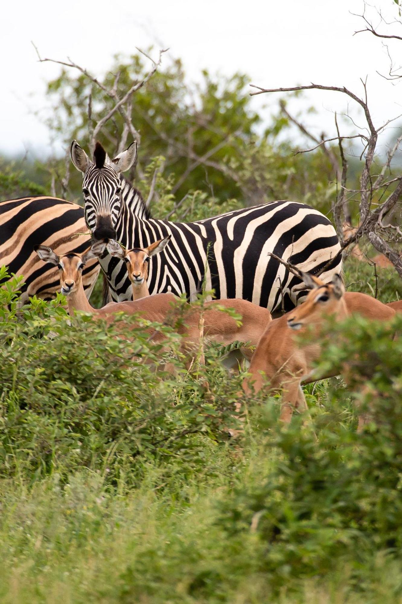 Senalala Safari Lodge Klaserie Private Nature Reserve Εξωτερικό φωτογραφία