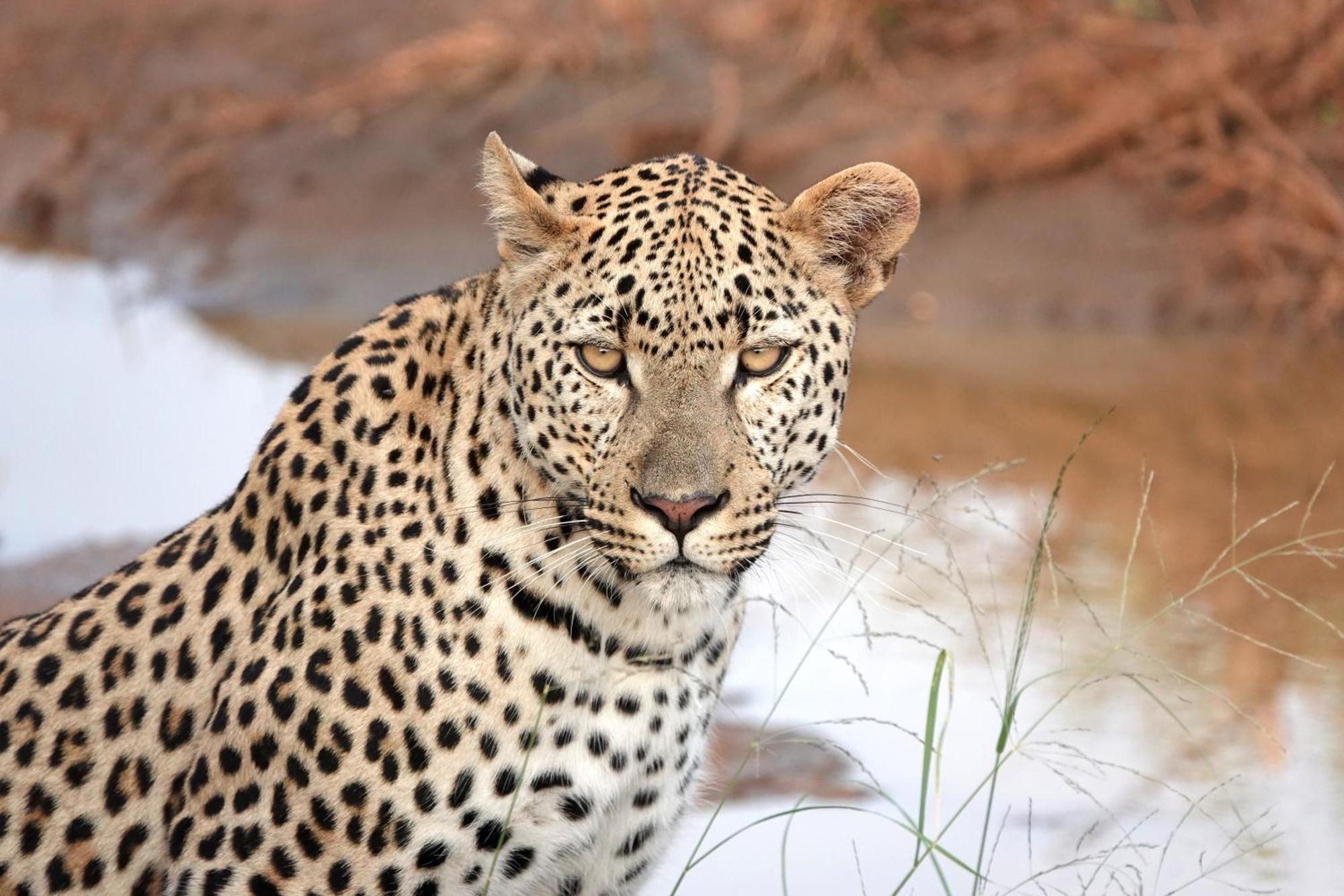 Senalala Safari Lodge Klaserie Private Nature Reserve Εξωτερικό φωτογραφία