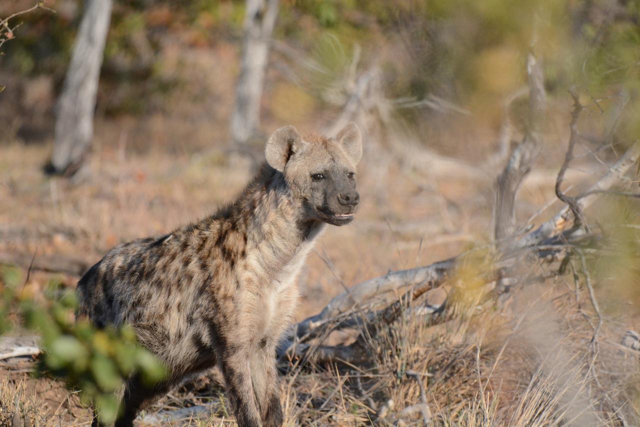 Senalala Safari Lodge Klaserie Private Nature Reserve Εξωτερικό φωτογραφία